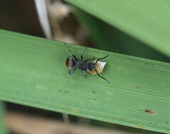 Polyrhachis vermiculosa