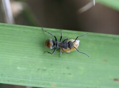 Polyrhachis vermiculosa