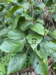Alchornea latifolia