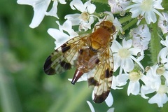 Xyphosia miliaria