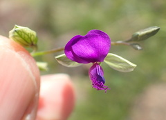 Polygala rehmannii