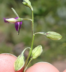 Polygala rehmannii