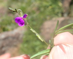 Polygala rehmannii