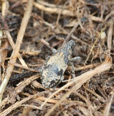 Bothynoderes affinis