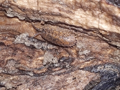 Trachelipus rathkii