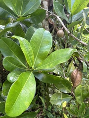Mammea americana