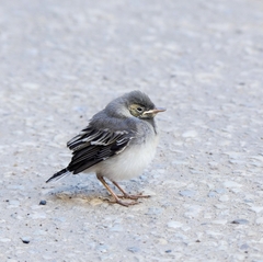 Motacilla alba