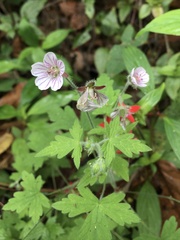 Geranium seemannii