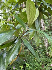 Miconia impetiolaris