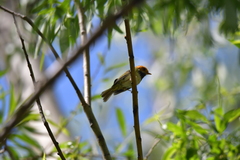 Abroscopus albogularis