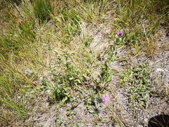 Centaurea jacea