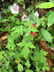 Geranium seemannii