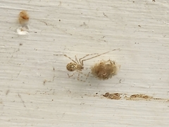 Cryptachaea gigantipes