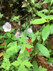 Geranium seemannii