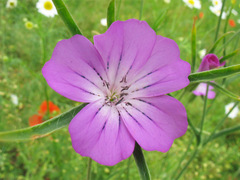 Agrostemma githago
