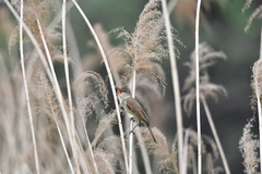 Acrocephalus orientalis