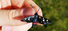 Zygaena ephialtes
