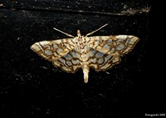 Lygropia rivulalis