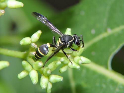 Polybia plebeja