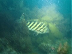 Goniistius rubrolabiatus