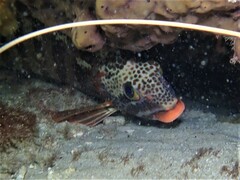 Goniistius rubrolabiatus