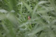 Acrocephalus concinens