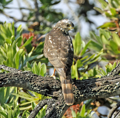 Accipiter tachiro