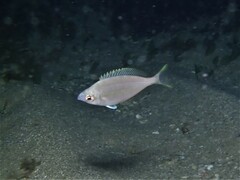 Parequula melbournensis