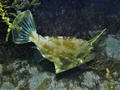 Scobinichthys granulatus
