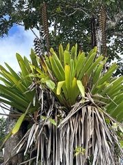 Vriesea macrostachya