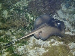 Trygonoptera personata