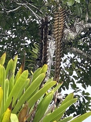 Vriesea macrostachya