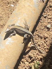 Holcosus quadrilineatus