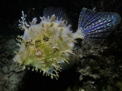 Chaetodermis penicilligerus