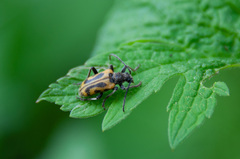 Brachyta interrogationis