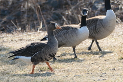 Branta canadensis
