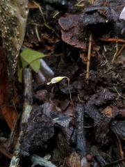 Apteria aphylla