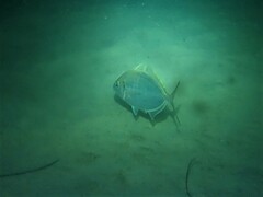 Pseudocaranx georgianus