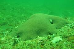 Montastraea cavernosa