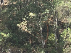 Arbutus