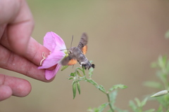 Macroglossum stellatarum
