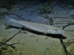 Sillaginodes punctatus