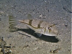Torquigener pleurogramma