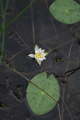 Nymphaea tetragona