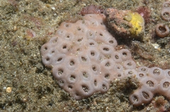 Palythoa caribaeorum