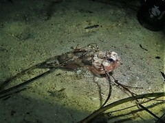 Maxillicosta scabriceps