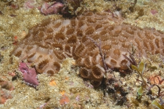 Palythoa caribaeorum