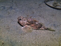 Maxillicosta scabriceps