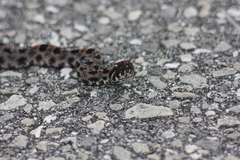 Sistrurus miliarius barbouri