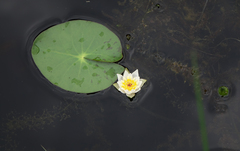 Nymphaea tetragona